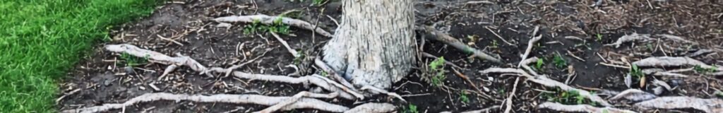 Exposed tree roots in lawn surfacing through grass around a mature front-yard tree