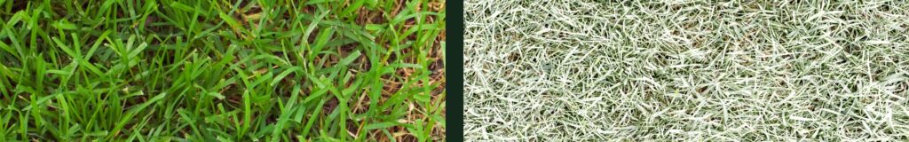 Grass turning white after weed killer — bleached white patches in a green lawn