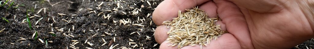 How much grass seed do I need — hand dropping seed onto bare soil