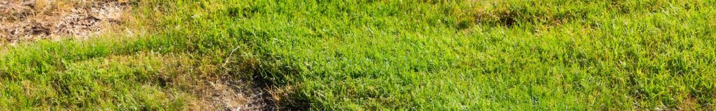 Bare spots in lawn with exposed soil surrounded by green grass