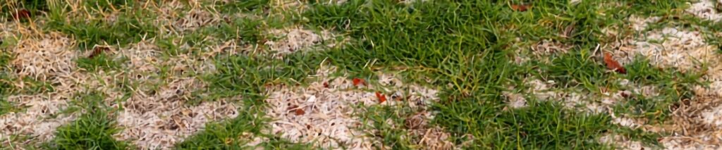 Grass turning brown even though I water it — patchy brown cool-season lawn in summer