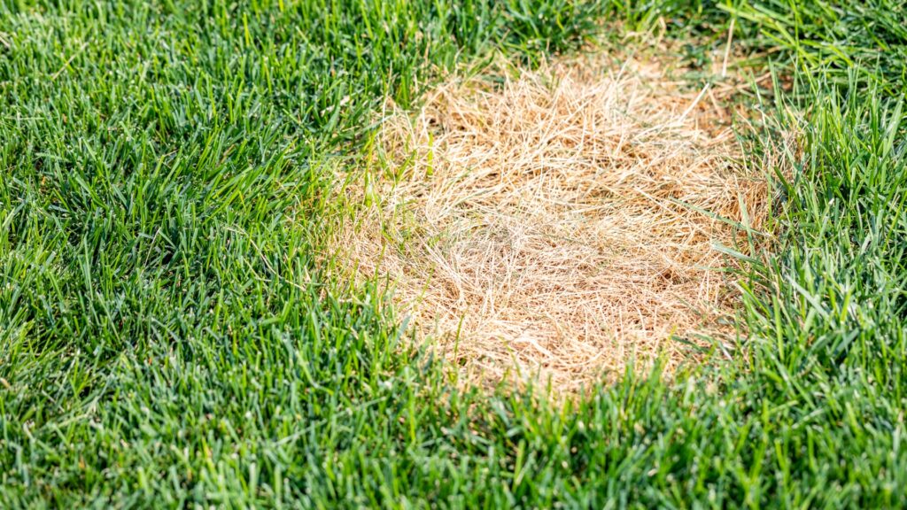 circular brown patch lawn disease with smoke ring border on green grass