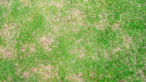 dollar spot lawn disease showing scattered straw-colored bleached patches across green grass