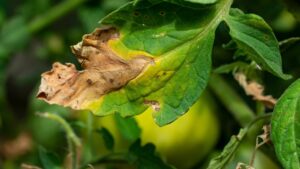 tomato leaf with early blight damage showing yellowing and brown spots