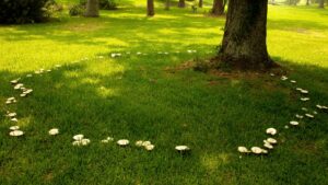 fairy ring lawn disease showing circular dark green ring in grass with mushrooms
