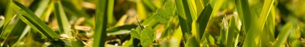 crabgrass spreading through a lawn with surrounding green turf grass. How to get rid of crabgrass without killing grass