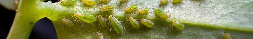 Green aphids clustered on the underside of a garden plant leaf. How to get rid of garden pests without chemicals