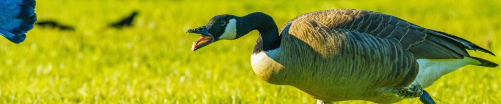 how to get rid of geese on driveway and sidewalk