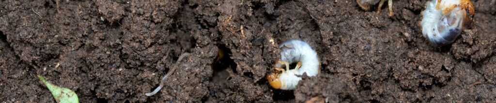 how to get rid of grubs in lawn showing white c-shaped larvae in soil