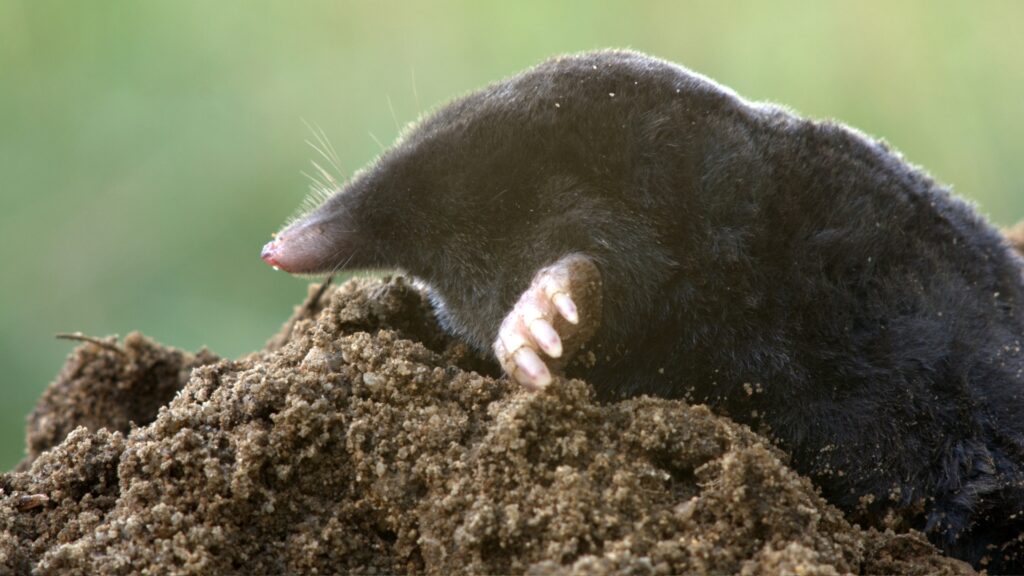 closeup of mole in soil showing claws used for tunneling
