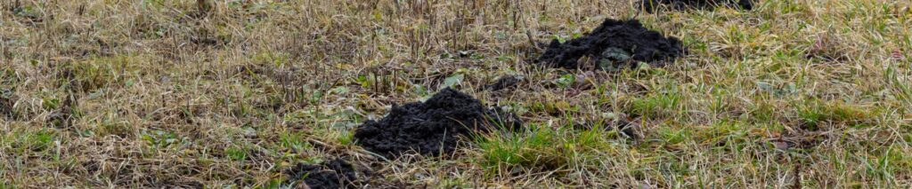 mole damage in lawn showing raised tunnels and dirt mounds. How to get rid of moles in your yard