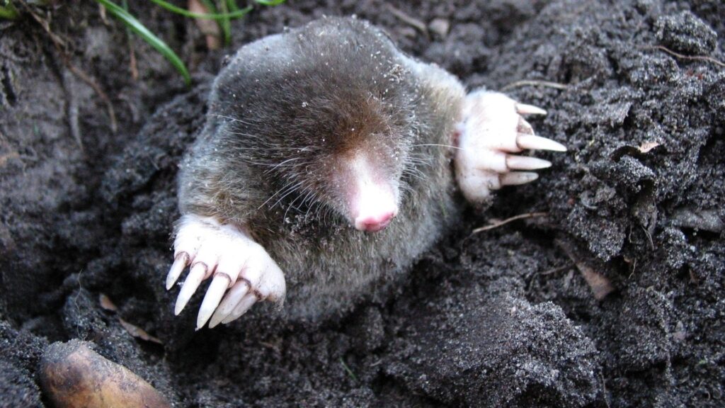 mole emerging from dirt mound in yard