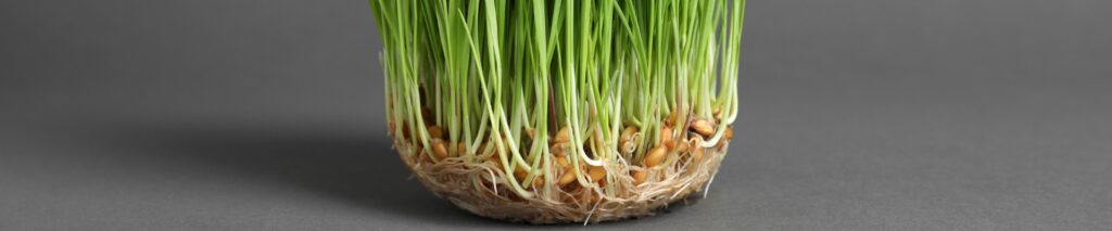 how to pre-germinate grass seed seedlings showing roots and seeds at the base