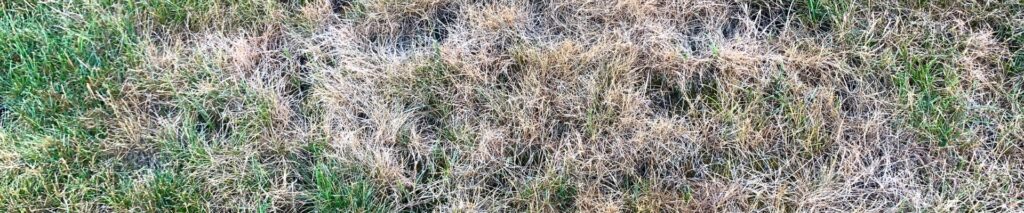 lawn brown and crunchy in summer with dry dormant grass and cracked soil