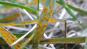 lawn rust disease showing orange powdery coating on individual grass blades