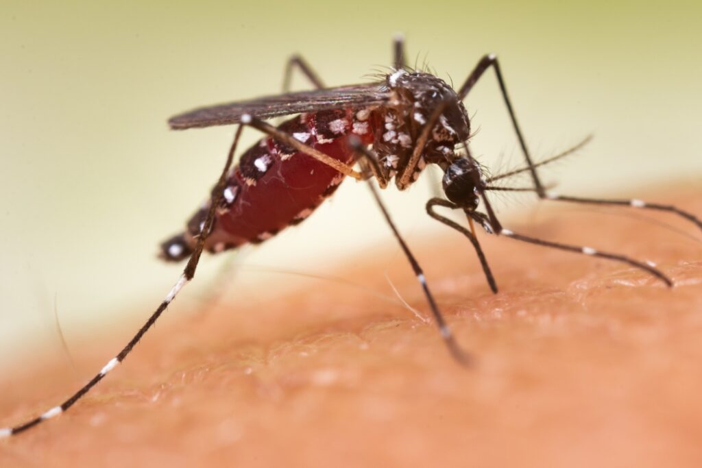 close-up of mosquito feeding on skin in backyard