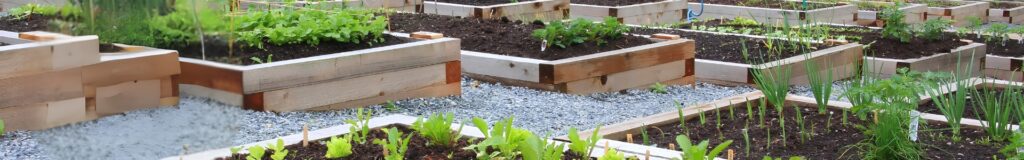 beginner how to start a vegetable garden from scratch with raised beds and in-ground rows