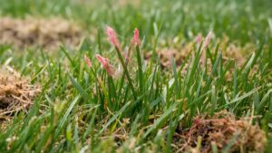 red thread lawn disease showing pink coral strands on grass blade tips in a backyard lawn