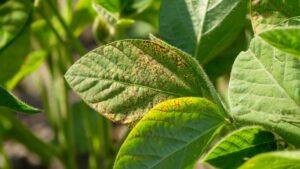 tomato leaf with septoria leaf spot showing small brown spots and yellowing