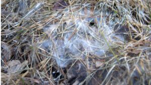 gray snow mold showing white mycelium mat on matted grass after winter snow melt