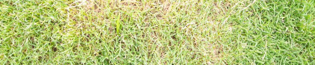 circular brown patch disease on green lawn showing what's wrong with my lawn