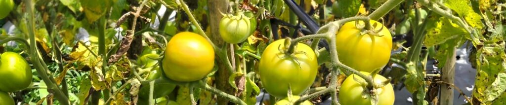 Why are my tomato leaves turning yellow? Tomato plant with yellow leaves and green tomatoes on the vine
