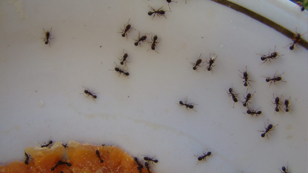 ants crawling on plate of food inside house showing what attracts ants indoors