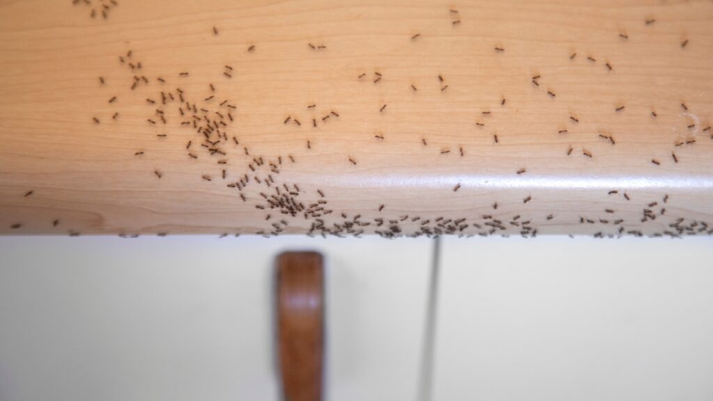 ants swarming kitchen cabinet edge attracted to food inside
