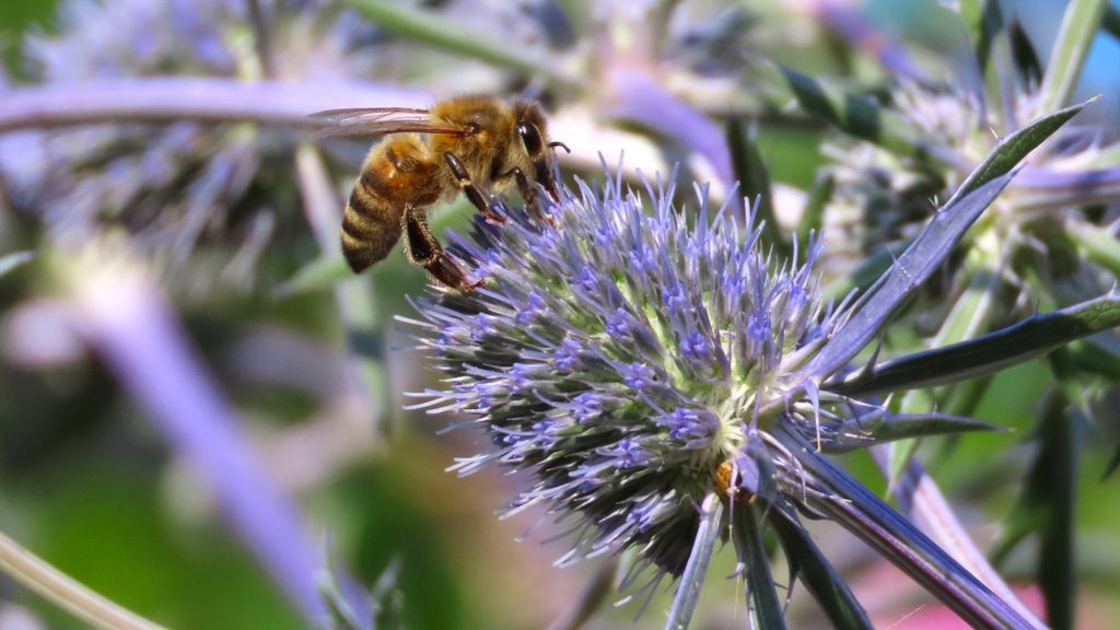 honeybee foraging on a spiky blue eryngium thistle flower in a garden bed