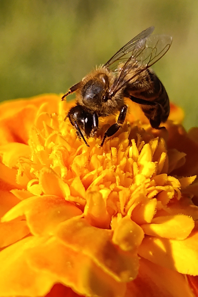 bee pollinating an orange marigold — marigolds attract pollinators and deter pests in the vegetable garden