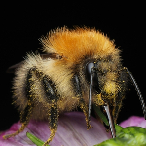 bumblebee covered in yellow pollen foraging on a flower — pollinators need shelter and nesting sites to thrive