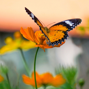 orange and black butterfly on a bright orange cosmos flower at sunset in a garden