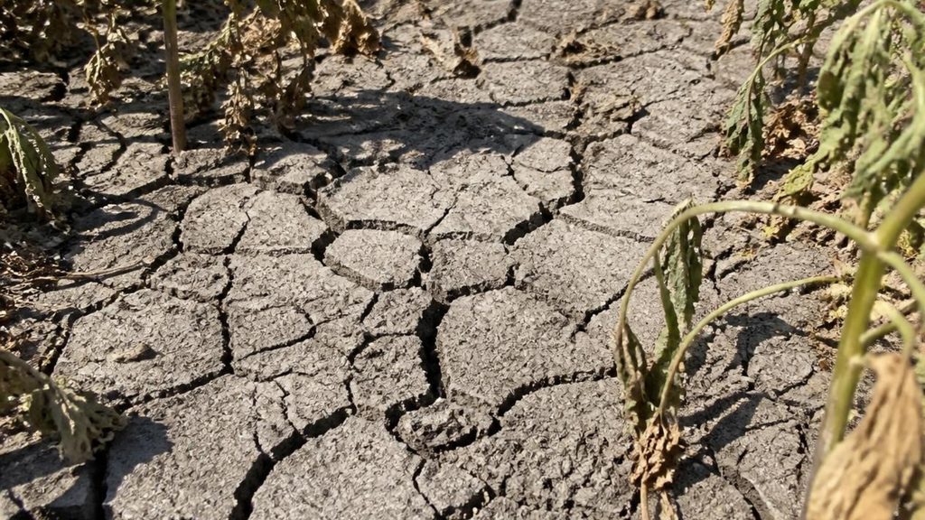 cracked and compacted clay soil surface in a garden bed showing poor drainage and hard crust