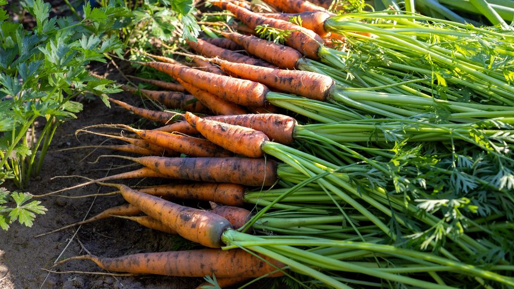 freshly harvested carrots laid out in the garden — carrots grow well with tomatoes, onions, and lettuce