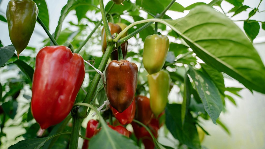 red and green bell peppers growing on the vine — peppers grow well with basil, carrots, and marigolds