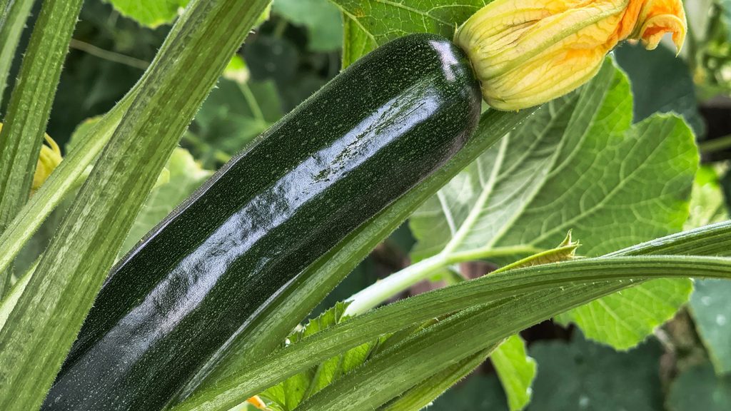 zucchini with yellow flower growing in the garden — squash grows well with corn, beans, and nasturtiums