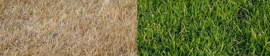 cool season vs warm season grass — dormant brown lawn next to green active lawn