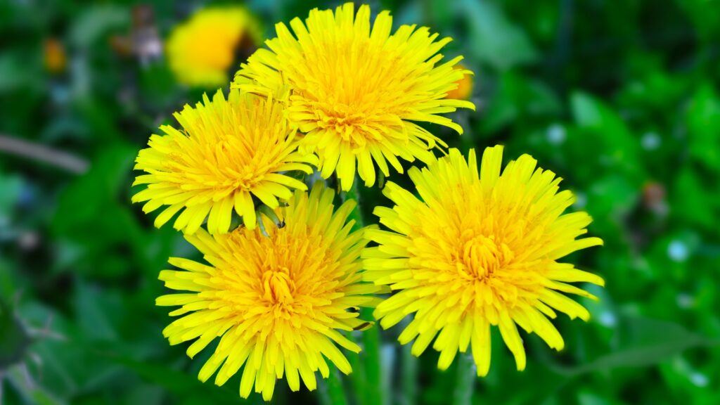 dandelion flowers growing in a lawn