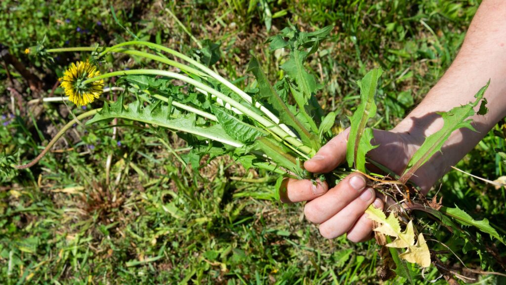 hand holding dandelion pulled from lawn showing deep tap root system