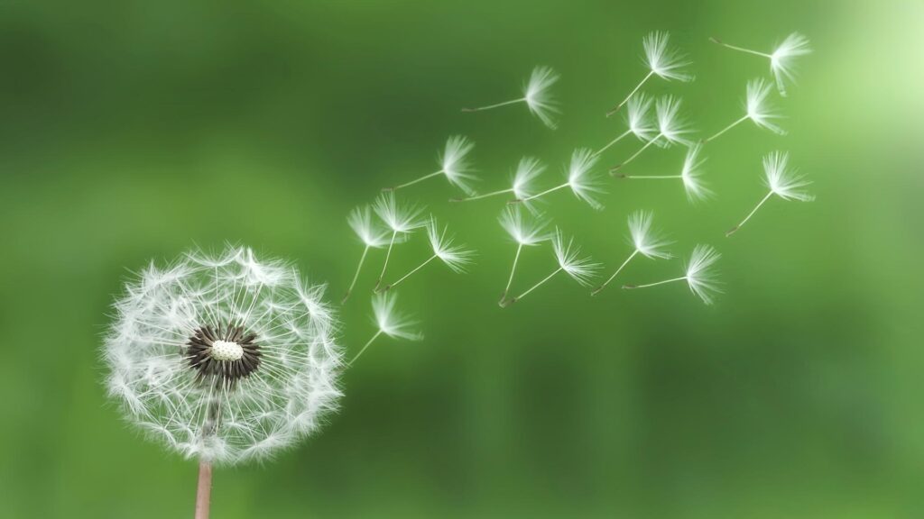 dandelion seed head releasing seeds into the wind