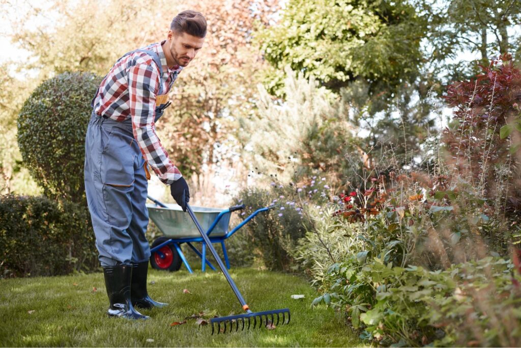 raking thatch debris from lawn into a wheelbarrow after dethatching