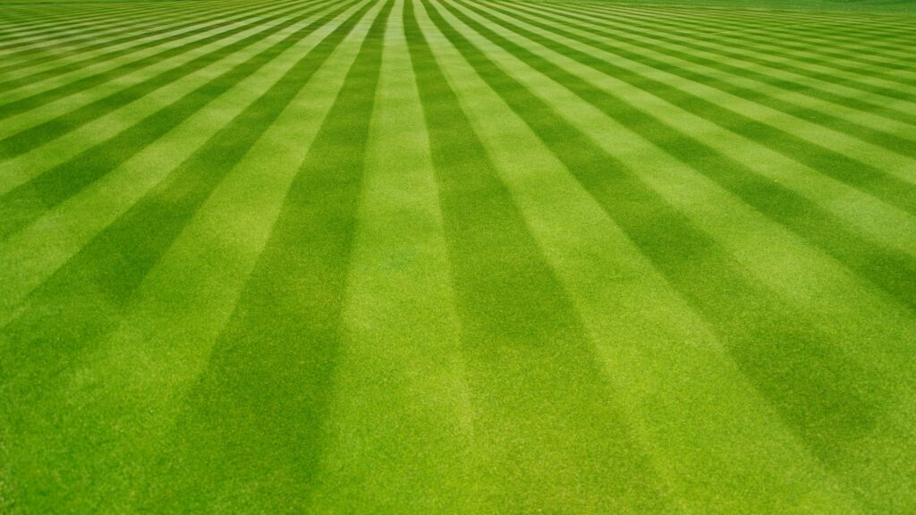 diagonal lawn stripes converging to a vanishing point on a formal lawn