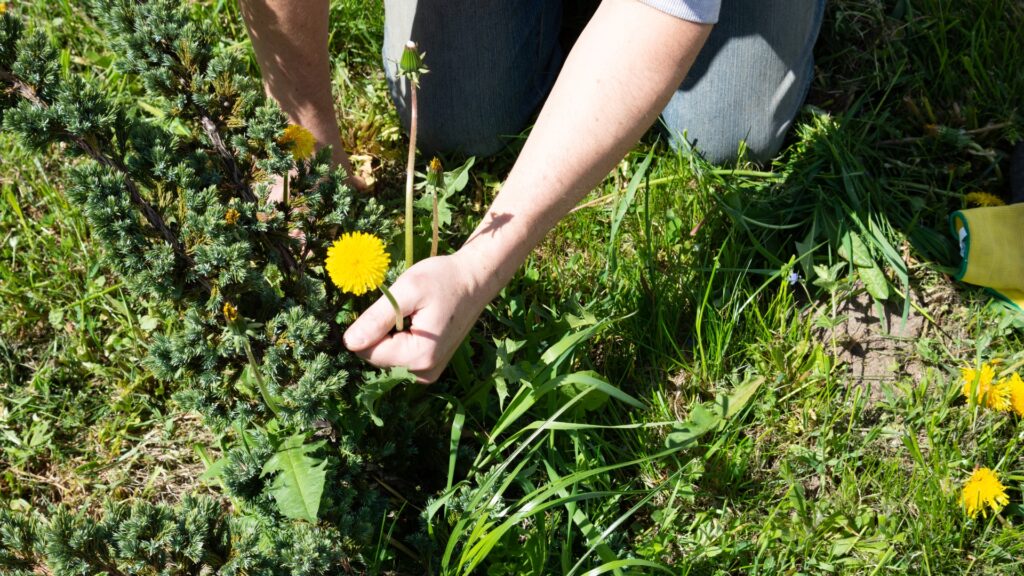 hand pulling dandelion weed from lawn by root for spot weed removal