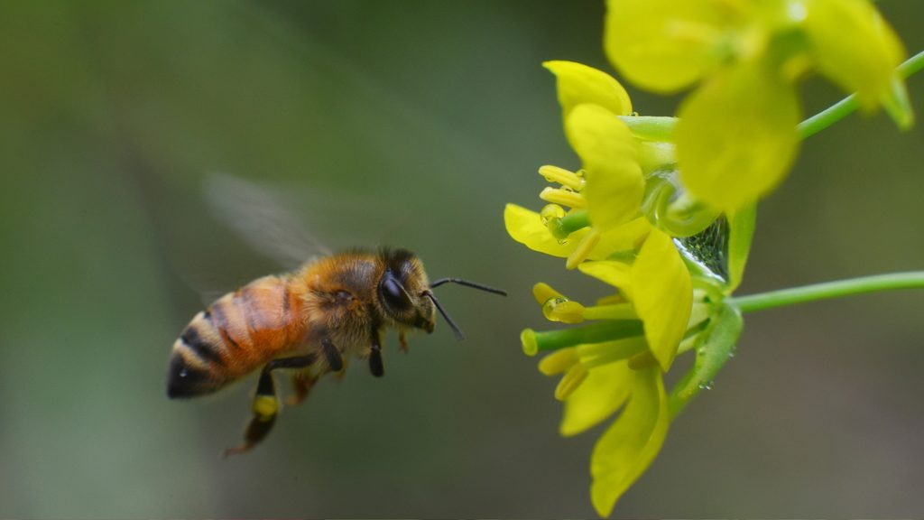 honeybee flying toward a small yellow flower in early spring garden bloom