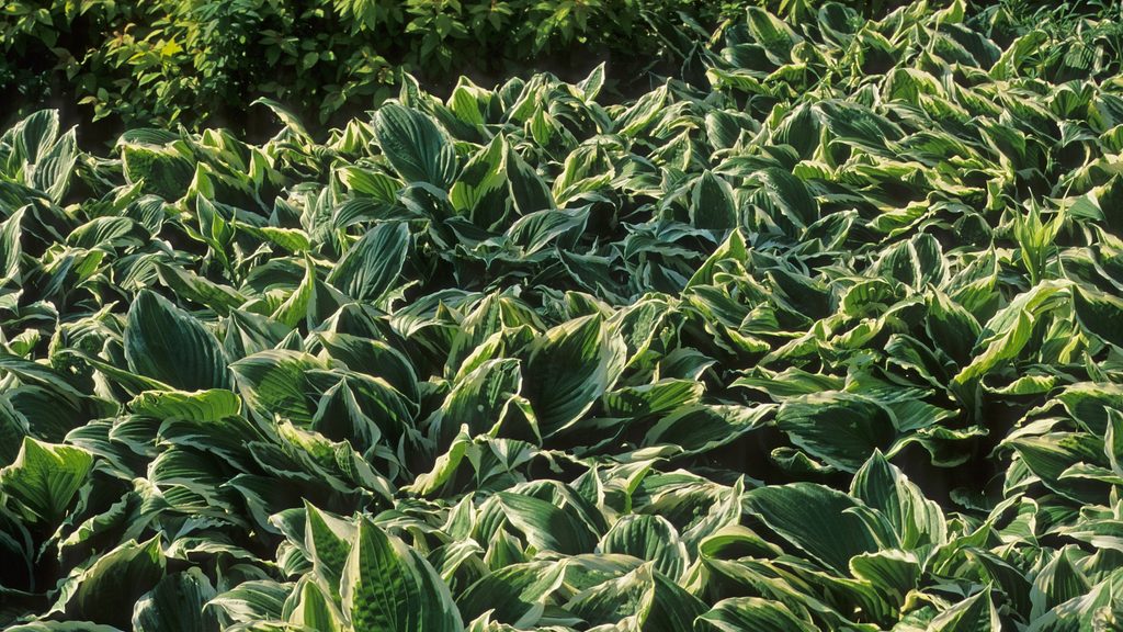 large bed of variegated hostas used as ground cover in a shaded garden landscape