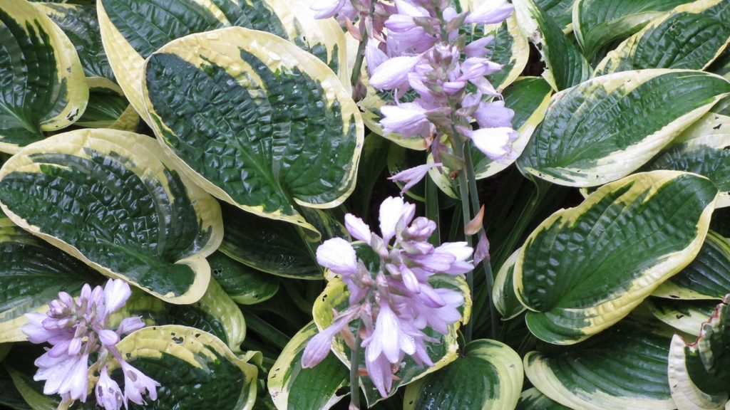 variegated hosta plant in bloom with purple flowers and yellow-edged green leaves