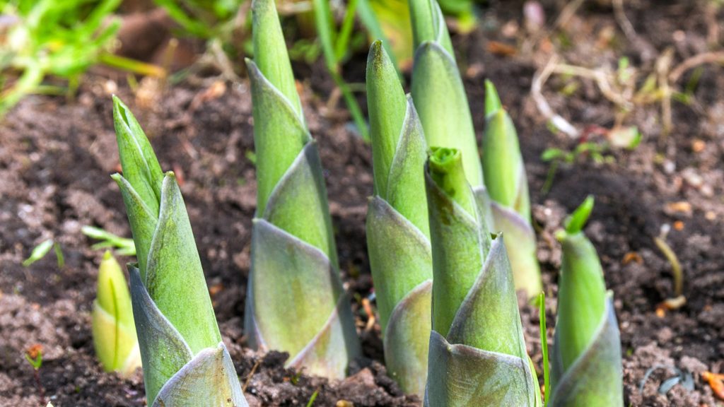 hosta shoots emerging from soil in early spring before leaves unfurl