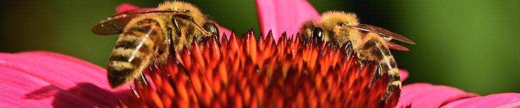 how to attract pollinators to your garden — honeybee on a pink echinacea coneflower in a sunny garden