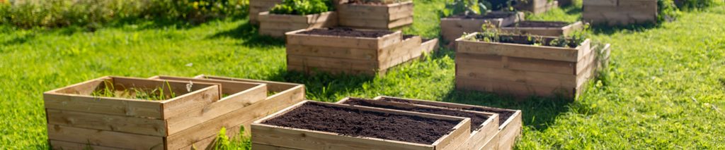 how to build a raised garden bed — multiple wood raised beds in a sunny backyard garden