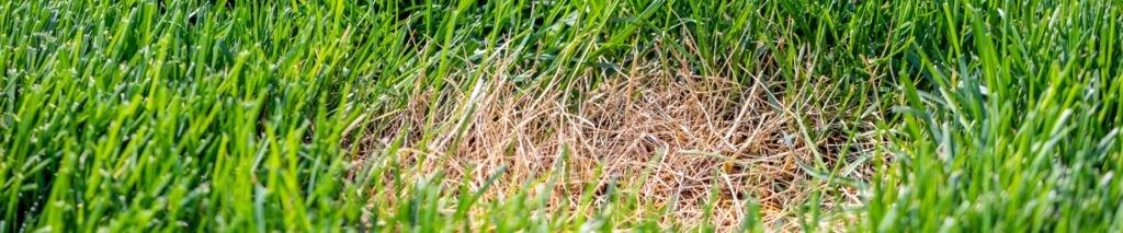how to fix dog spots in your lawn
